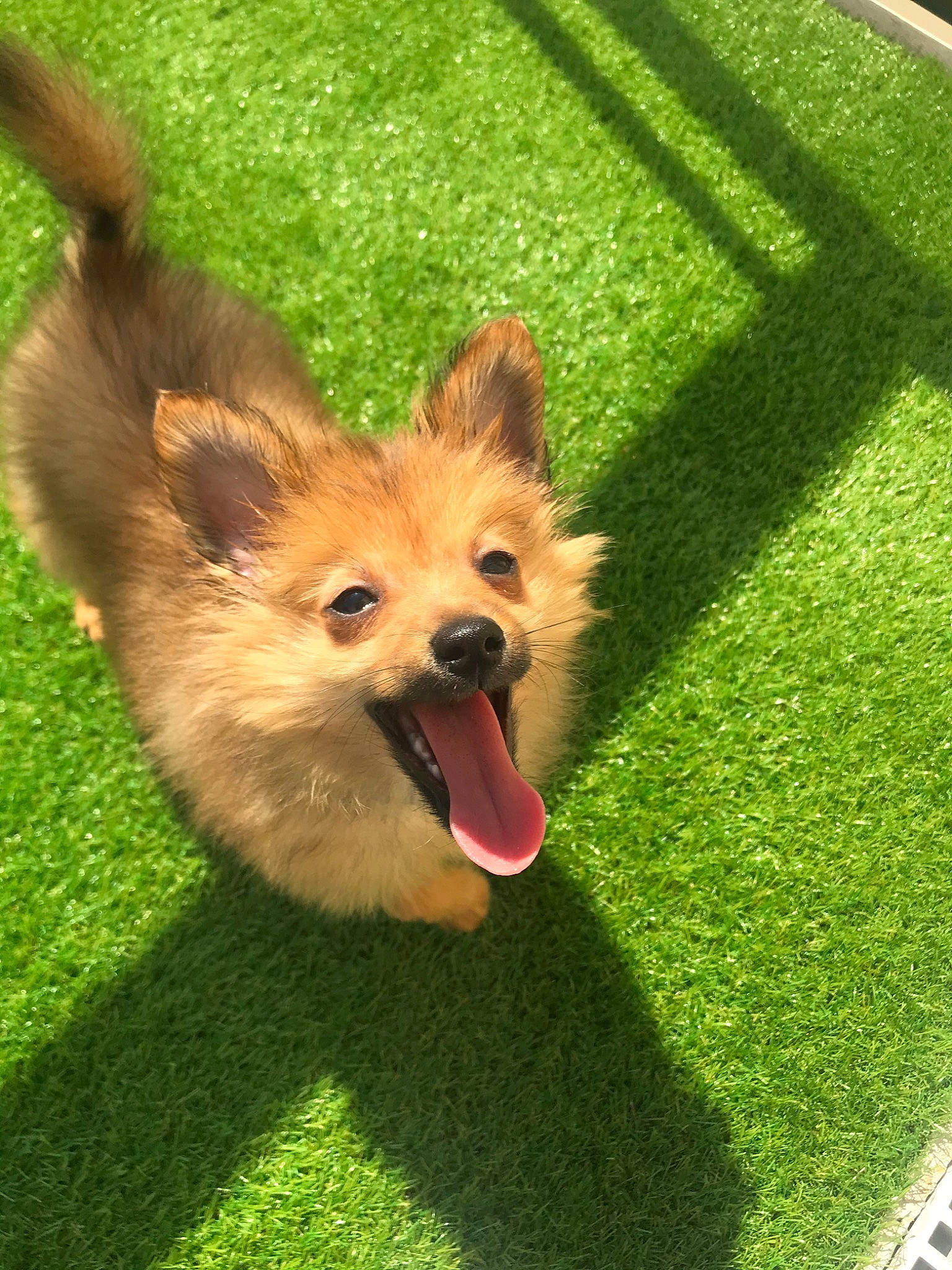 Milou participe au concours pour gagner de l'argent avec cette photo : canidae, carnivore, companion_dog, dog, dog_breed, fawn, german_spitz_mittel, grass, lawn, mammal, non_sporting_group, norwich_terrier, pembroke_welsh_corgi, pomeranian, puppy, spitz, toy_dog, vertebrate, welsh_corgi