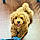Teddy