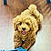 Teddy