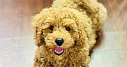 Teddy is registered to the contest to win money with this photo: puppy, dog, toy, rope_toy, floor, wooden_floor, curly_fur, brown_fur, playful, smiling, pet, cute, animal, indoor, happy, lying_down, young_dog, close_up, domestic_animal, fur