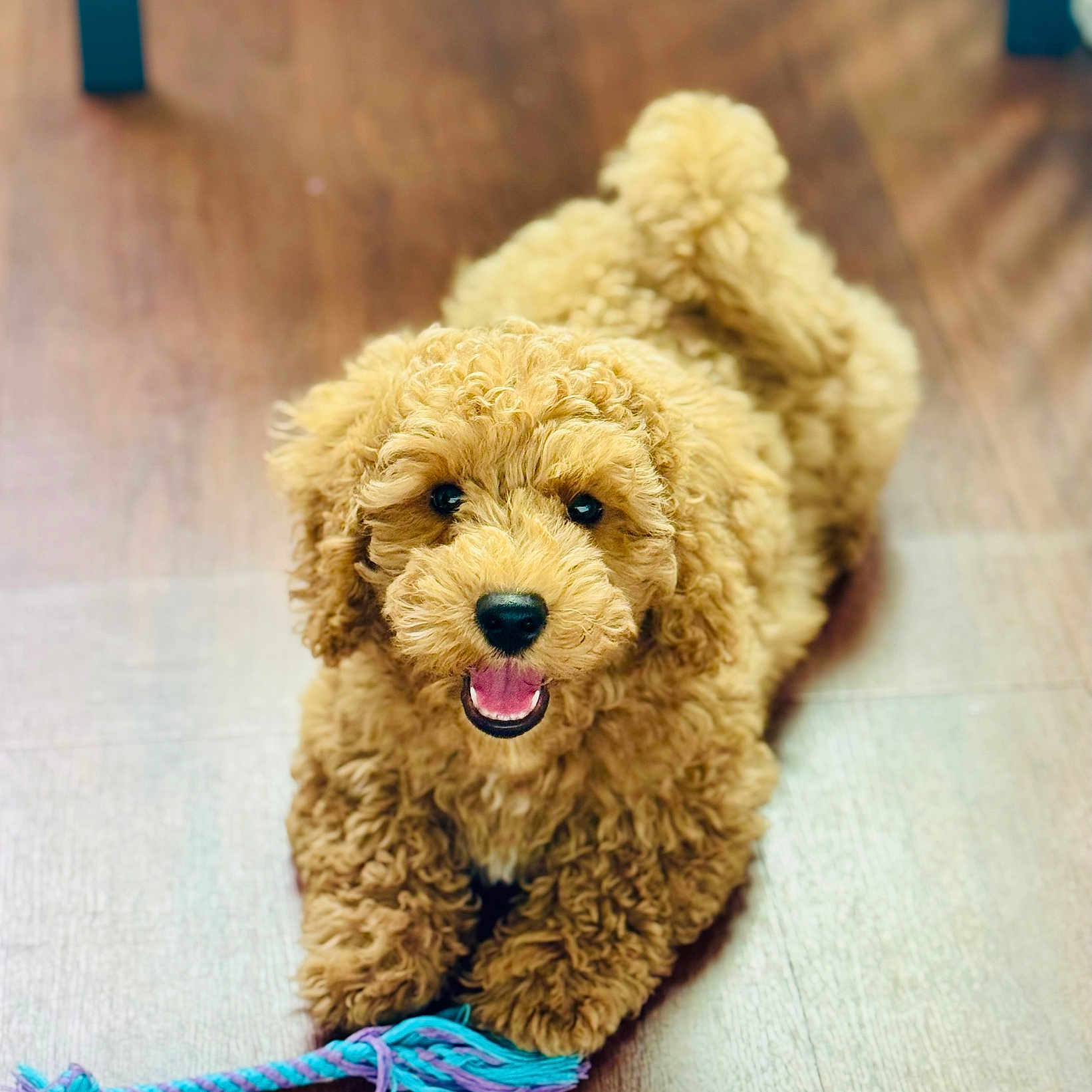 Teddy