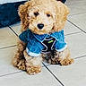 Teddy joined the competition — help win amazing prizes! puppy, dog, denim_jacket, cute, fluffy, pet, indoor, floor, tile, leash, small_dog, fur, canine, adorable, animal, domestic, young, sitting, brown, companion
