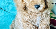 Teddy joined the competition — help win amazing prizes! adorable, animal, blanket, brown, companion, couch, cozy, curly_fur, cute, dog, fabric, fluffy, fur, hand, indoor, pet, puppy, resting, small, young