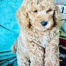 puppy, dog, curly_fur, fluffy, brown, pet, cute, hand, indoor, cozy, fabric, blanket, couch, resting, young, animal, fur, small, companion, adorable