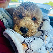 Teddy is registered to the contest to win money with this photo: puppy, dog, blanket, curly_fur, close_up, person, car_interior, soft_texture, cute, snuggling, pet, fur, nose, eyes, warm, cozy, hand, clothing, daylight, outdoor_view