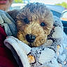 puppy, dog, blanket, curly_fur, close_up, person, car_interior, soft_texture, cute, snuggling, pet, fur, nose, eyes, warm, cozy, hand, clothing, daylight, outdoor_view