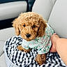 Teddy joined the competition — help win amazing prizes! puppy, dog, curly_fur, pet_clothing, car_seat, blanket, checkered_pattern, hand, cute, small_dog, indoors, animal, fur, sitting, looking_up, cozy, companion, soft_texture, adorable, young_dog