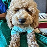animal, apricot, blanket, close_up, companion, couch, cozy, curly_fur, cute, dog, fluffy, fur, indoor, lying_down, nose, pet, pet_clothing, pillow, poodle, relaxed