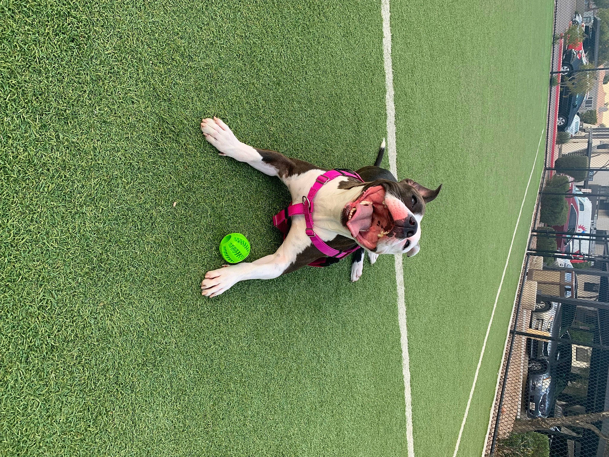 Stella is registered to the contest to win money with this photo: artificial_turf, ball_game, competition, competition_event, fun, grass, knee, leisure, people_in_nature, plant, player, recreation, sport_venue, sports, sports_equipment, sports_uniform, sportswear, stadium, team_sport, tournament