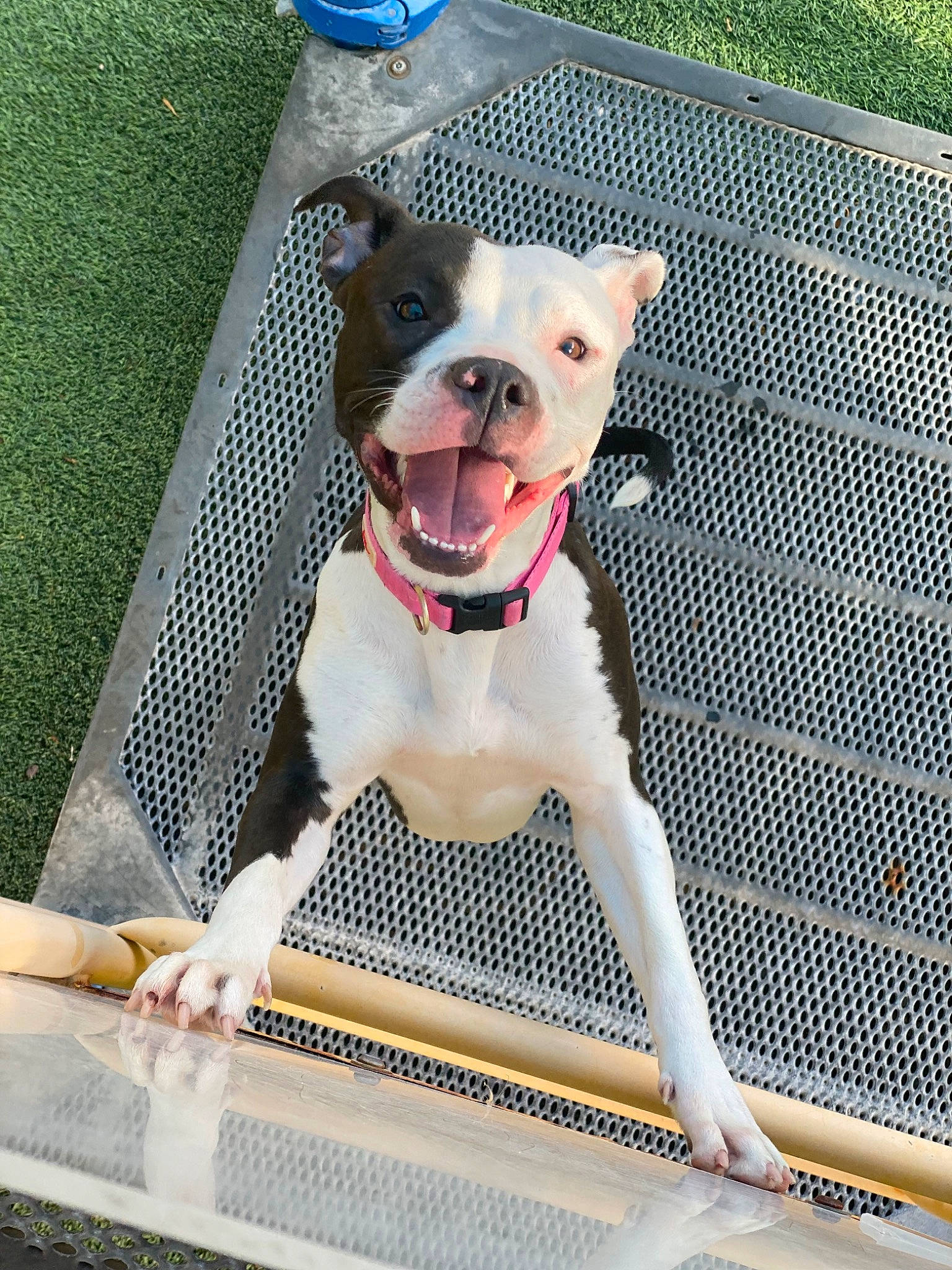 Stella is registered to the contest to win money with this photo: blue, canidae, carnivore, collar, companion_dog, dog, dog_breed, dog_collar, dog_supply, fawn, leash, line, mesh, metal, pattern, pet_supply, snout, sporting_group, tail, working_animal