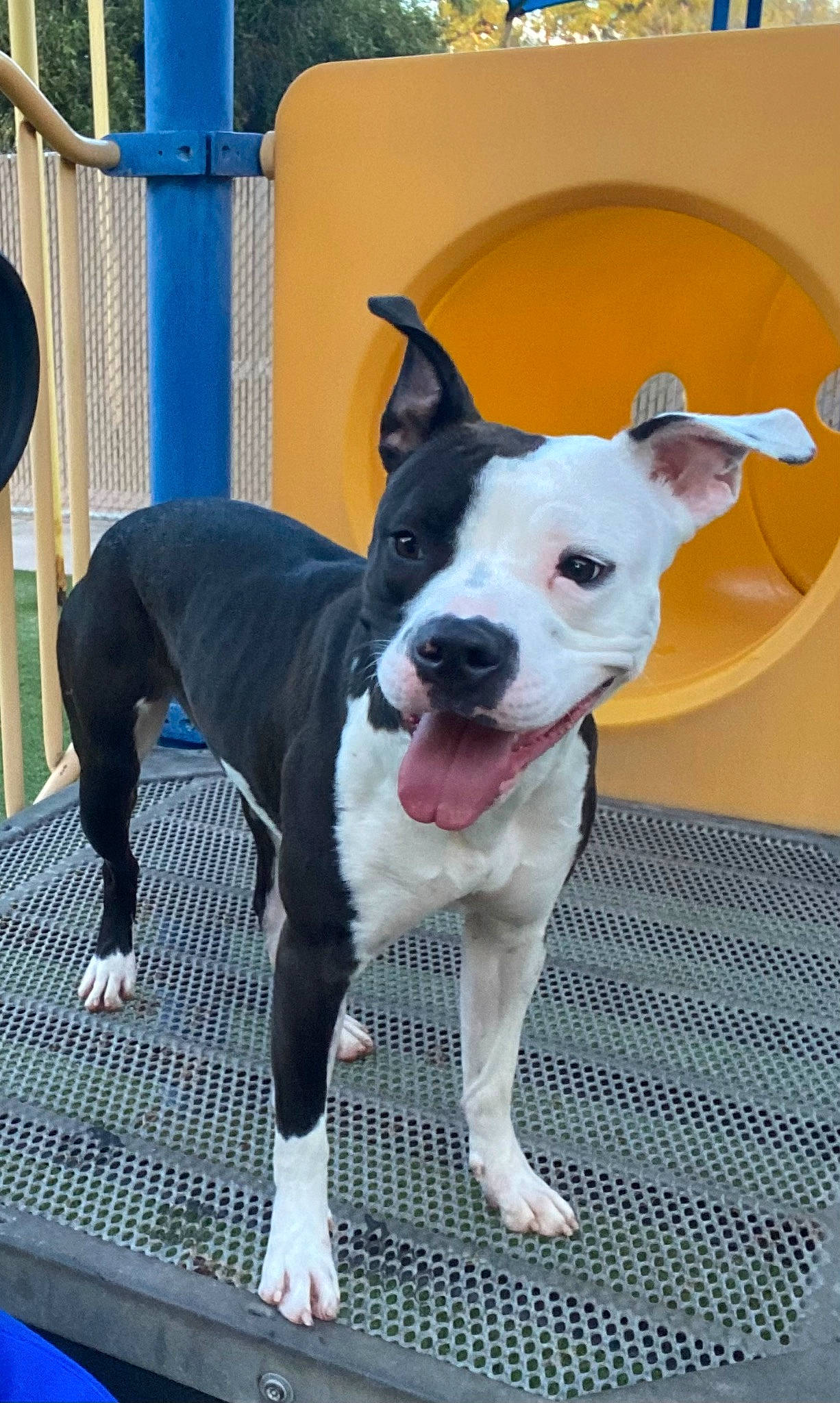 Stella is registered to the contest to win money with this photo: canidae, carnivore, collar, companion_dog, dog, dog_breed, dog_collar, dog_supply, fawn, leash, non_sporting_group, paw, snout, sporting_group, working_animal, working_dog