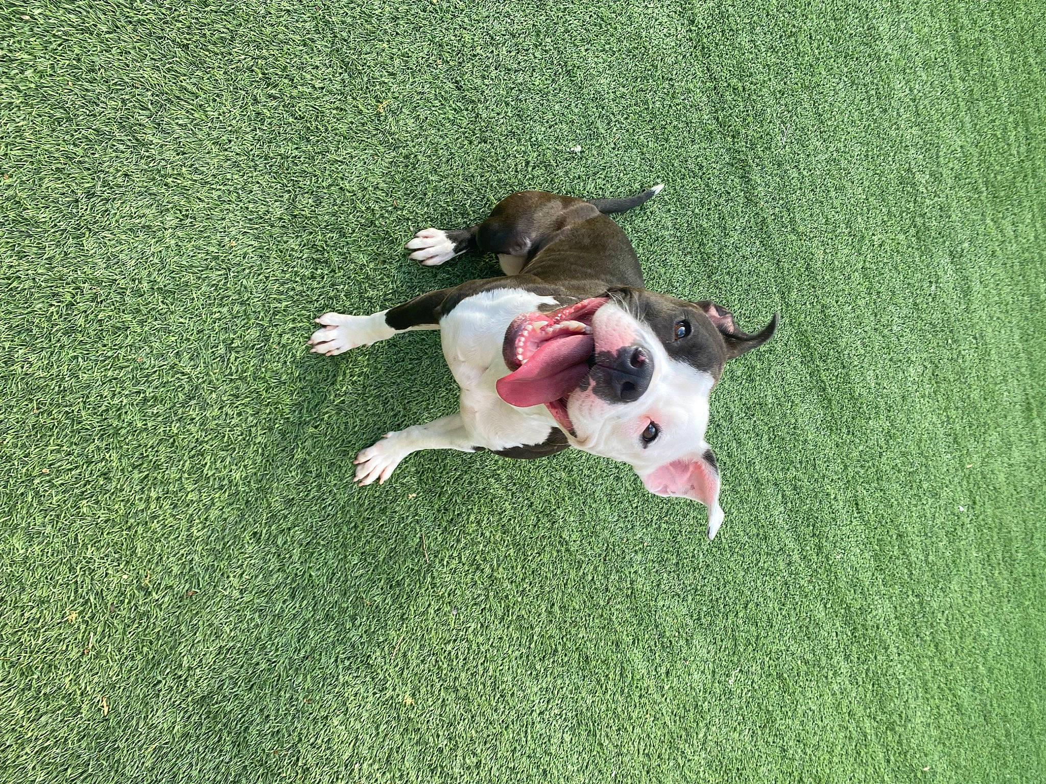 Stella joined the competition — help win amazing prizes! artificial_turf, canidae, carnivore, companion_dog, dog, dog_breed, fawn, flooring, grass, grassland, non_sporting_group, puppy, sporting_group, tail, toy_dog, working_animal, working_dog