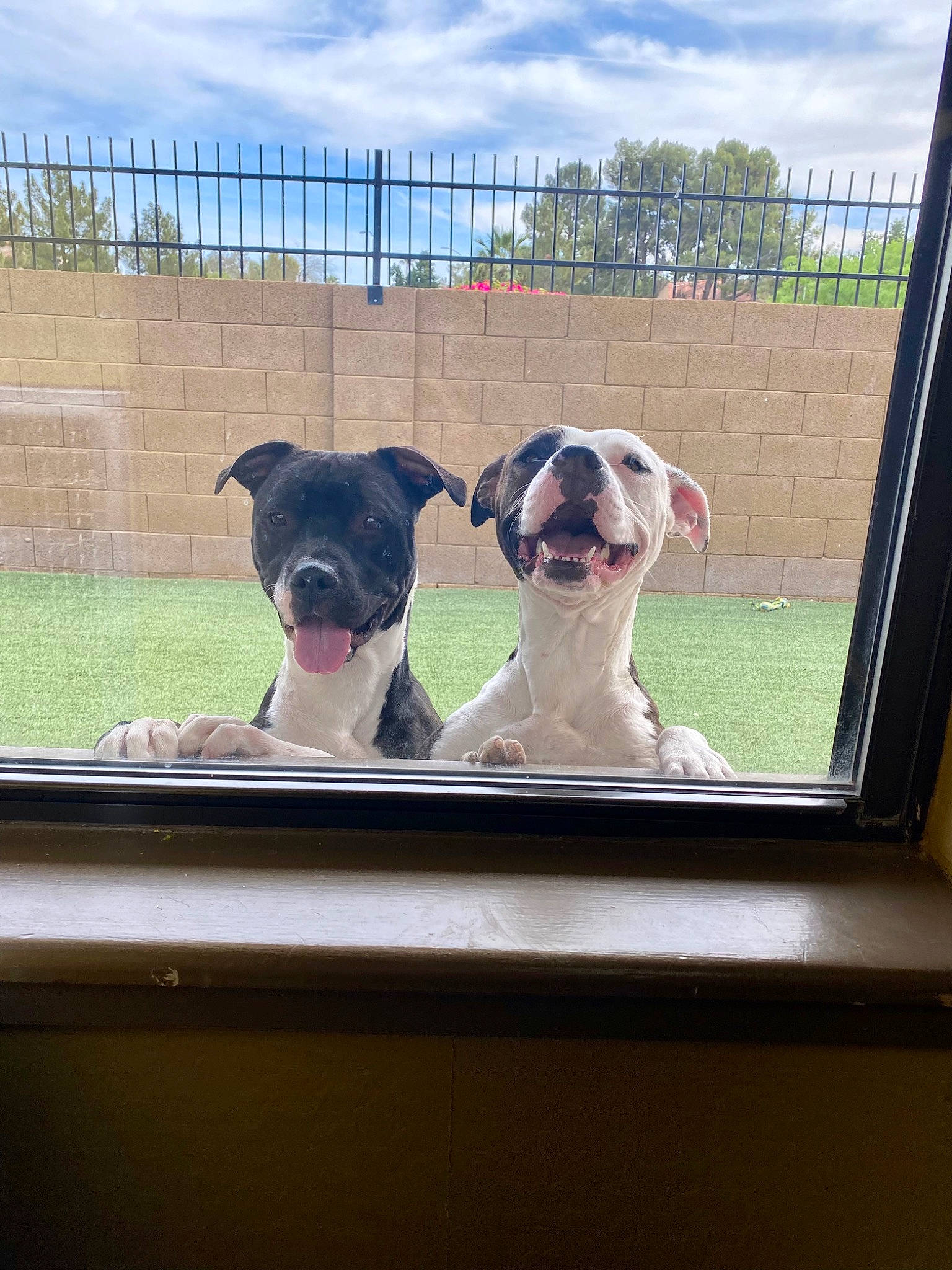 Stella is registered to the contest to win money with this photo: carnivore, cloud, collar, companion_dog, dog, dog_breed, dog_collar, fawn, fence, glass, grass, landscape, pet_supply, plant, shade, sky, snout, tints_and_shades, window, working_animal