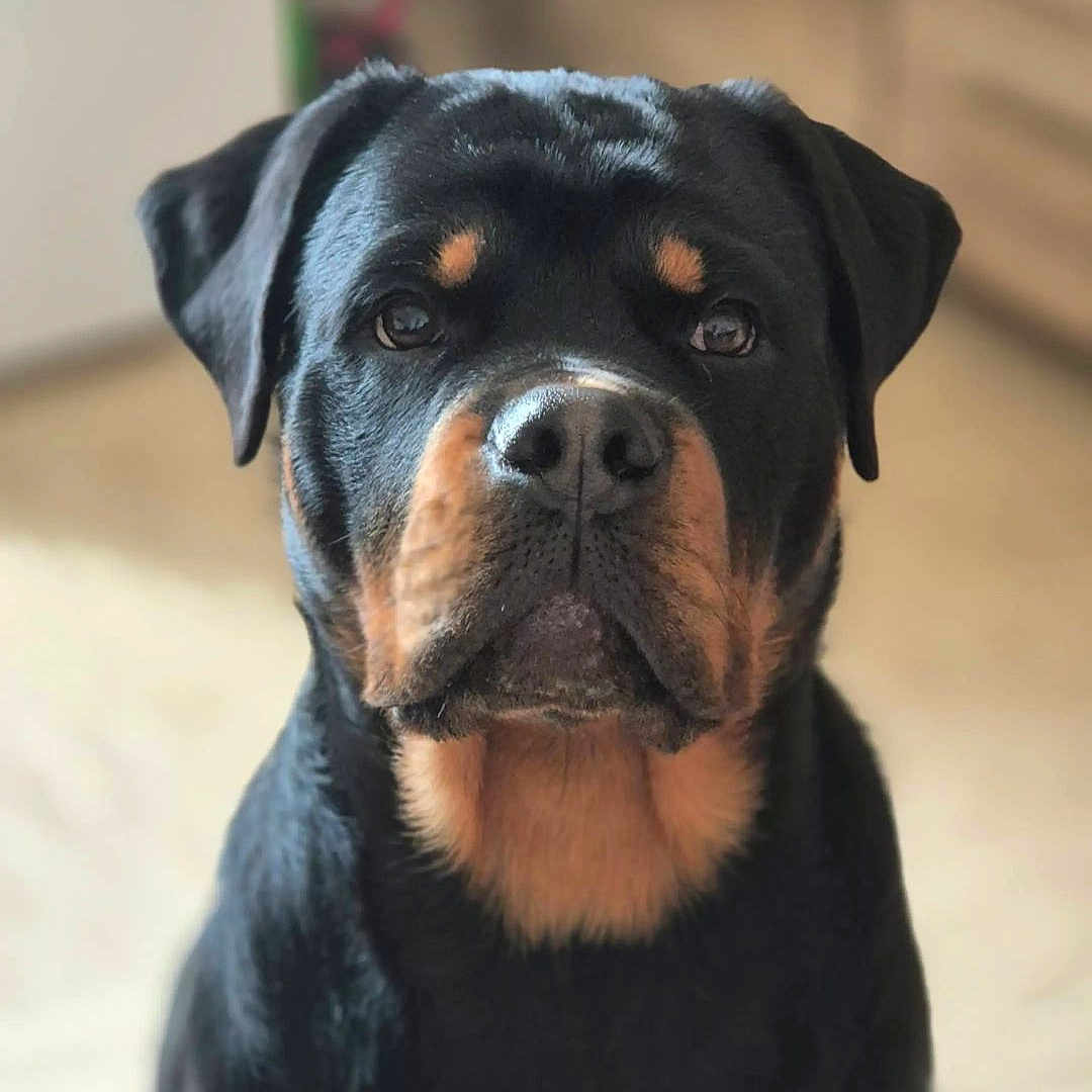 Végas participe au concours pour gagner de l'argent avec cette photo : animal, appenzeller, boxer, bulldog, canine, dog, face, head, hound, indoors, interiordesign, labradorretriever, person, pet, photography, pitbull, portrait, pug, puppy, snout