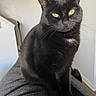 Pumpkin is registered to the contest to win money with this photo: black_cat, cat, pet, animal, indoor, feline, whiskers, yellow_eyes, fur, sitting, portrait, looking_at_camera, domestic_cat, cute, close_up, gray_surface, natural_light, household, relaxed, alert