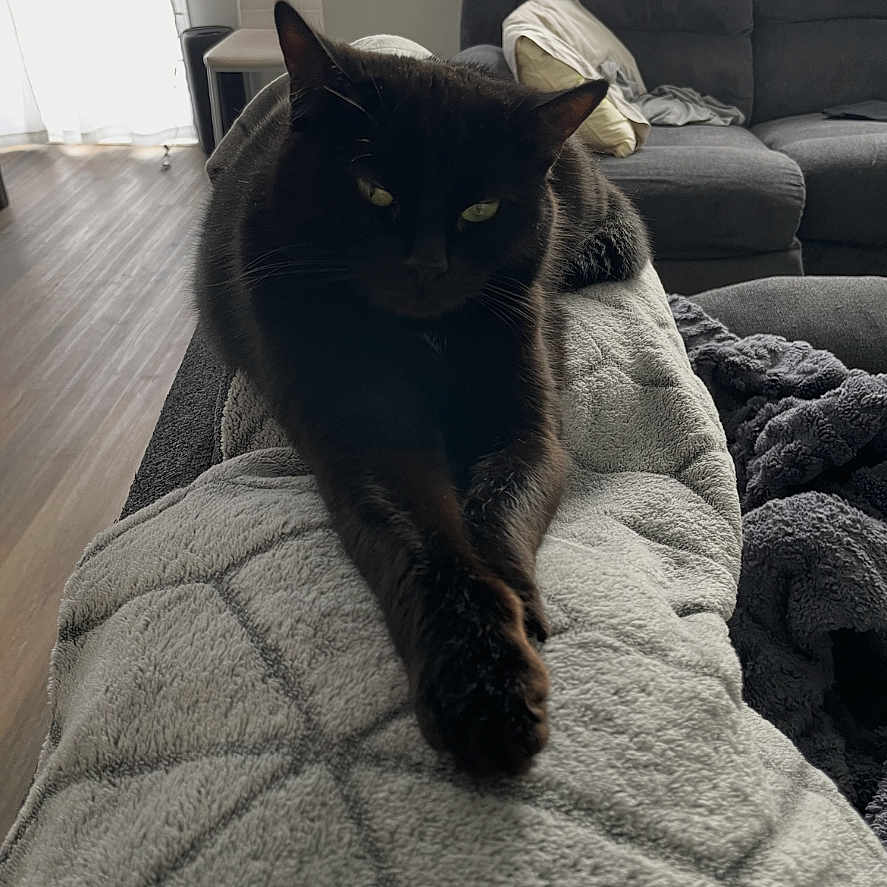 Pumpkin is registered to the contest to win money with this photo: black_cat, cat, pet, animal, indoor, blanket, living_room, sofa, furniture, floor, wood_floor, relaxing, stretching, cozy, domestic_animal, fur, paw, window, natural_light, quiet