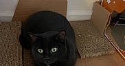 Pumpkin joined the competition — help win amazing prizes! cat, black_cat, cardboard, scratch_pad, pet, indoor, green_eyes, feline, animal, curious, box, cardboard_box, floor, resting, looking, cute, domestic_cat, whiskers, ears, paws