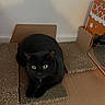 cat, black_cat, cardboard, scratch_pad, pet, indoor, green_eyes, feline, animal, curious, box, cardboard_box, floor, resting, looking, cute, domestic_cat, whiskers, ears, paws