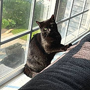 Pumpkin joined the competition — help win amazing prizes! black_cat, cat, windowsill, window, sunlight, green_eyes, indoor, reflection, feline, pet, animal, cozy, daylight, looking, curious, shadow, home, nature_view, soft_texture, resting