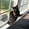 black_cat, cat, windowsill, window, sunlight, green_eyes, indoor, reflection, feline, pet, animal, cozy, daylight, looking, curious, shadow, home, nature_view, soft_texture, resting