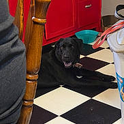 Piper is registered to the contest to win money with this photo: animal, black_dog, cabinet, canine, checkered_floor, collar, dog, domestic_animal, floor, floor_tiles, furniture, happy, home, indoor, kitchen, pet, pet_bowl, relaxed, resting, wooden_chair