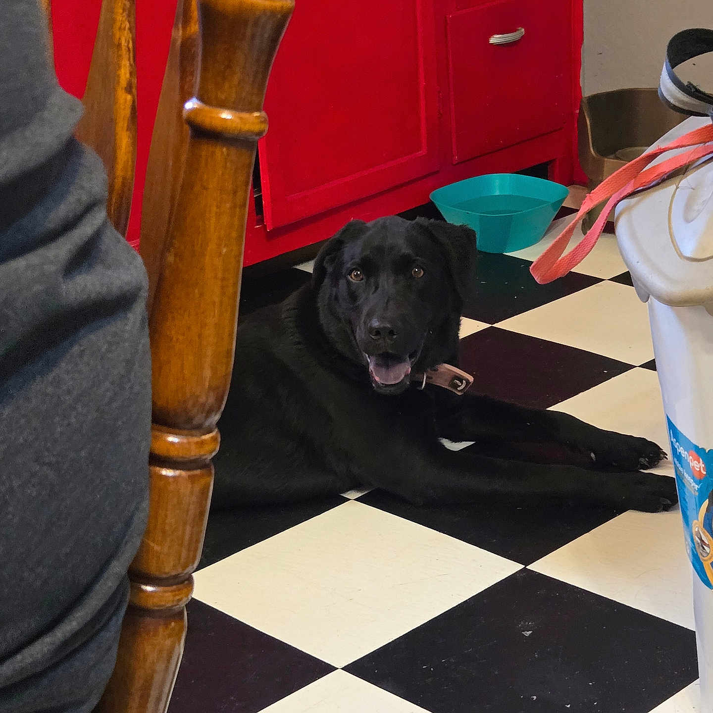Piper is registered to the contest to win money with this photo: animal, black_dog, cabinet, canine, checkered_floor, collar, dog, domestic_animal, floor, floor_tiles, furniture, happy, home, indoor, kitchen, pet, pet_bowl, relaxed, resting, wooden_chair