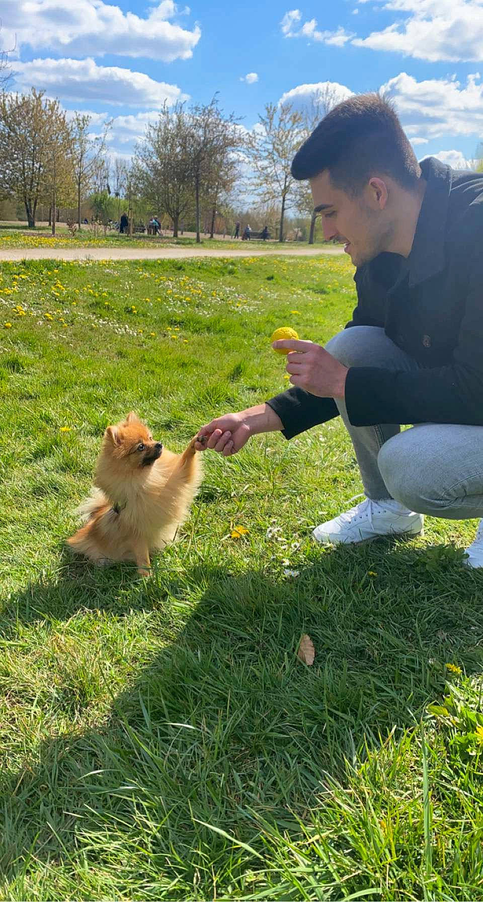 Prada participe au concours pour gagner de l'argent avec cette photo : carnivore, chicken, cloud, companion_dog, dog, dog_breed, fawn, grass, grassland, lawn, meadow, pasture, people_in_nature, plant, sitting, sky, spitz, tail, toy_dog, tree