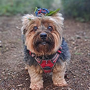 Mini-Loup a rejoint le concours — aidez-le/la à gagner de superbes lots ! dog, small_dog, yorkshire_terrier, harness, berry_crown, forest_floor, twigs, leaves, outdoor, nature, blurred_background, cute, fluffy, pet, animal, standing, alert, brown_fur, black_fur, closeup