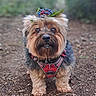 dog, small_dog, yorkshire_terrier, harness, berry_crown, forest_floor, twigs, leaves, outdoor, nature, blurred_background, cute, fluffy, pet, animal, standing, alert, brown_fur, black_fur, closeup