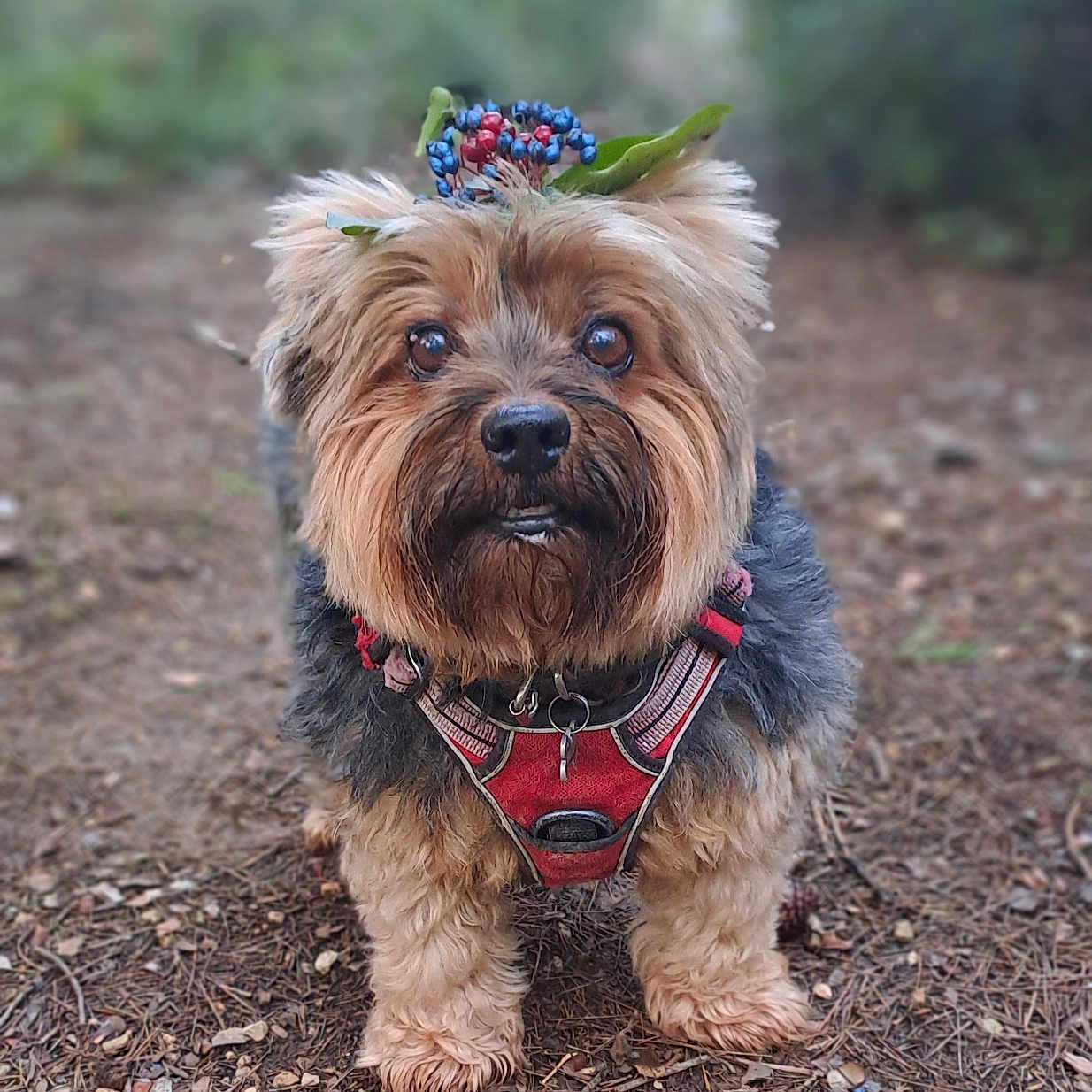 Mini-Loup a rejoint le concours — aidez-le/la à gagner de superbes lots ! dog, small_dog, yorkshire_terrier, harness, berry_crown, forest_floor, twigs, leaves, outdoor, nature, blurred_background, cute, fluffy, pet, animal, standing, alert, brown_fur, black_fur, closeup