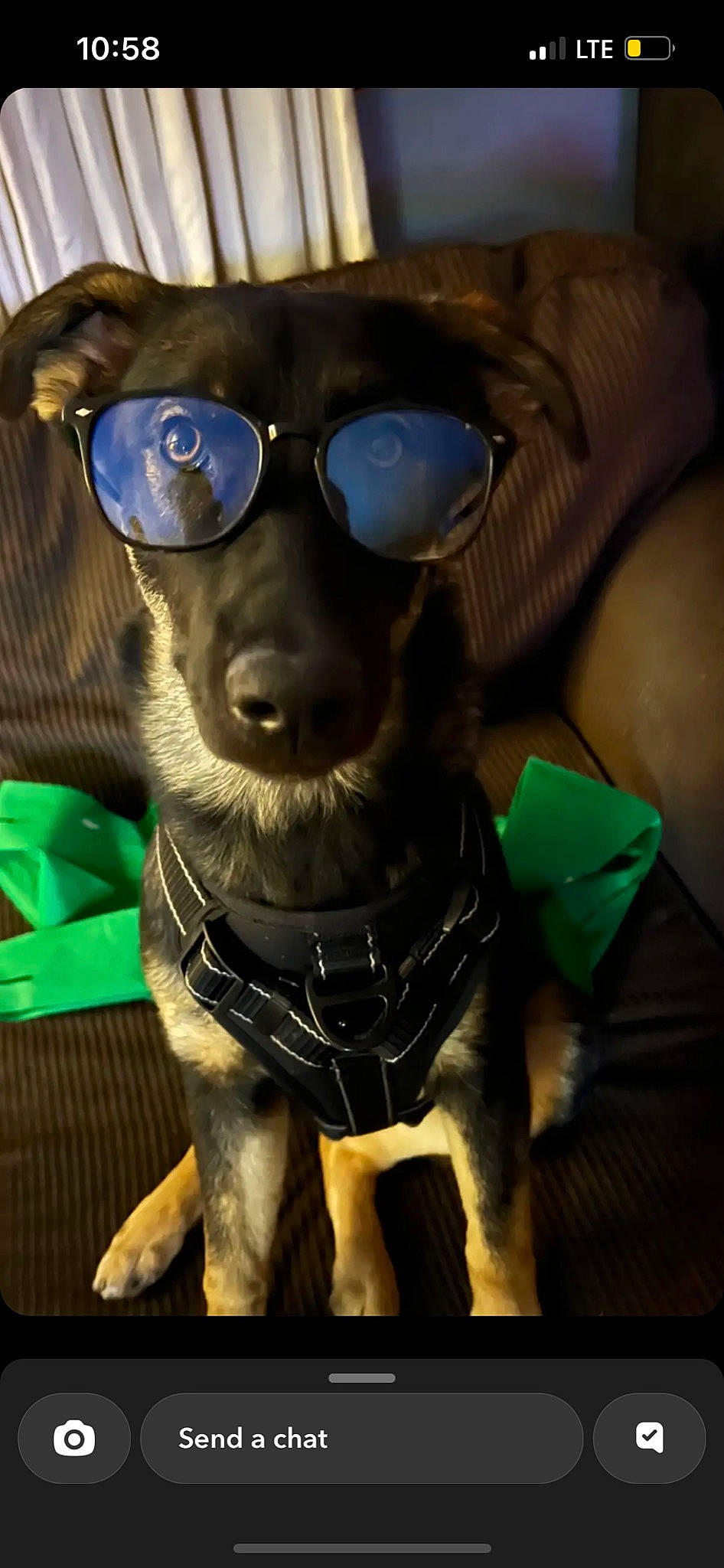 Gunner joined the competition — help win amazing prizes! carnivore, collar, companion_dog, dog, dog_breed, dog_collar, eyewear, fashion_accessory, fawn, fur, goggles, leash, personal_protective_equipment, snout, sporting_group, sunglasses, toy_dog, vision_care, whiskers, working_animal
