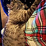 animal, cat, close_up, comfort, companion, cozy, cushion, domestic, feline, fur, indoor, pet, plaid_shirt, relaxation, resting, sleeping, soft, star_pattern, striped, tabby_cat