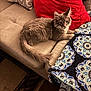 Loki is registered to the contest to win money with this photo: animal, blanket, cat, comfort, couch, cozy, domestic, feline, fur, gray_cat, home, indoor, living_room, patterned_blanket, pet, red_pillow, relaxed, seated, sofa, tail