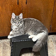 Loki joined the competition — help win amazing prizes! cat, gray_cat, white_paws, fluffy_tail, stool, plastic_stool, kitchen, wooden_cabinet, tile_floor, pet, indoor, animal, feline, resting, looking_at_camera, domestic_cat, cute, fur, whiskers, ears