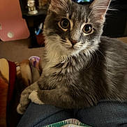 Loki joined the competition — help win amazing prizes! blanket, cat, close_up, cozy, curious, ears, eyes, feline, fluffy_fur, fur, gray_cat, indoor, jeans, lap, living_room, person, pet, relaxed, whiskers, white_paws