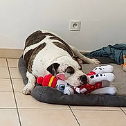 Marguerite participe au concours pour gagner de l'argent avec cette photo : animal, brown_and_white, comfort, cozy, cuddling, cute, dog, dog_bed, electrical_outlet, home, indoor, napping, pet, relaxation, resting, sleeping, stuffed_toy, tile_floor, toy, white_wall