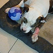 Marguerite participe au concours pour gagner de l'argent avec cette photo : dog, pet, purple_ball, toy, dog_bed, paw, brindle, white_fur, resting, napping, indoor, tile_floor, close_up, comfort, sleep, cute, play, furniture, calm, household