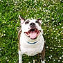 dog, smiling, happy, tongue_out, grass, flowers, field, outdoor, pet, canine, nature, greenery, collar, white_flower, daisy, animal, playful, summer, person, legs