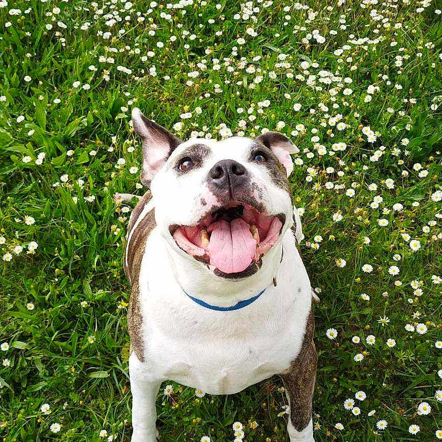 Marguerite a rejoint le concours — aidez-le/la à gagner de superbes lots ! animal, canine, collar, daisy, dog, field, flowers, grass, greenery, happy, legs, nature, outdoor, person, pet, playful, smiling, summer, tongue_out, white_flower