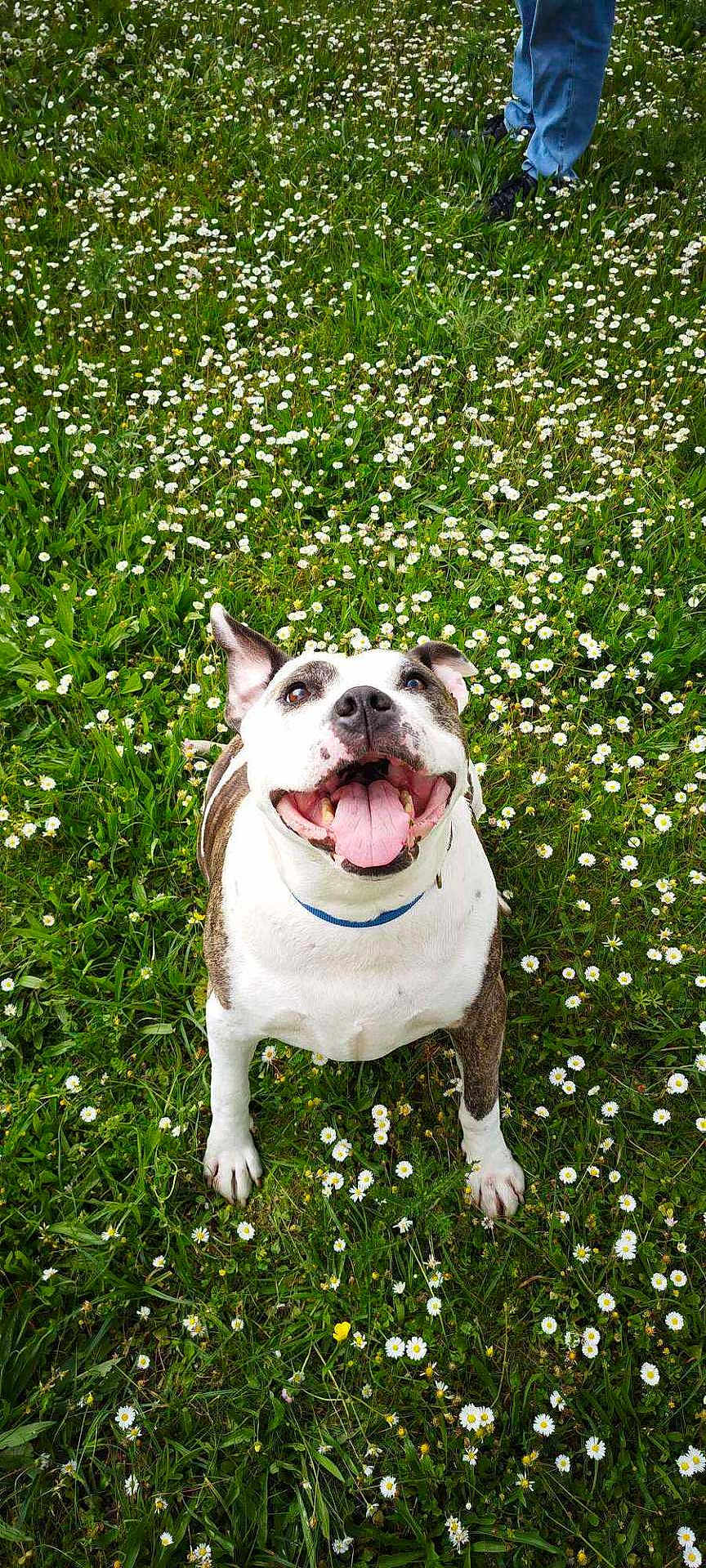 Marguerite a rejoint le concours — aidez-le/la à gagner de superbes lots ! dog, smiling, happy, tongue_out, grass, flowers, field, outdoor, pet, canine, nature, greenery, collar, white_flower, daisy, animal, playful, summer, person, legs
