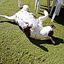 Marguerite participe au concours pour gagner de l'argent avec cette photo : animal, backyard, black_spots, daytime, dog, fur, grass, leisure, nature, outdoor, pet, plastic_chair, playful, relaxing, resting, shadow, summer, sunlight, table, white