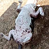 animal, belly_up, canine, dog, grass, happy, lying_down, nature, outdoor, paw, pet, playful, relaxed, resting, shadow, spotted_coat, summer, sunlight, tongue_out, white_spots