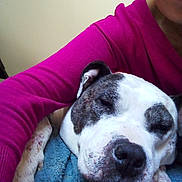 Marguerite a rejoint le concours — aidez-le/la à gagner de superbes lots ! animal, arm, blanket, close_up, comfort, companion, cozy, cuddle, dog, face, fur, indoor, magenta_sweater, nap, paw, person, pet, resting, sleeping, snuggle