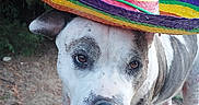 Marguerite participe au concours pour gagner de l'argent avec cette photo : animal, bushes, canine, closeup, colorful, costume, cute, dog, festive, funny, greenery, hat, nature, outdoor, pavement, pet, portrait, sombrero, standing, summer