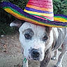 animal, bushes, canine, closeup, colorful, costume, cute, dog, festive, funny, greenery, hat, nature, outdoor, pavement, pet, portrait, sombrero, standing, summer