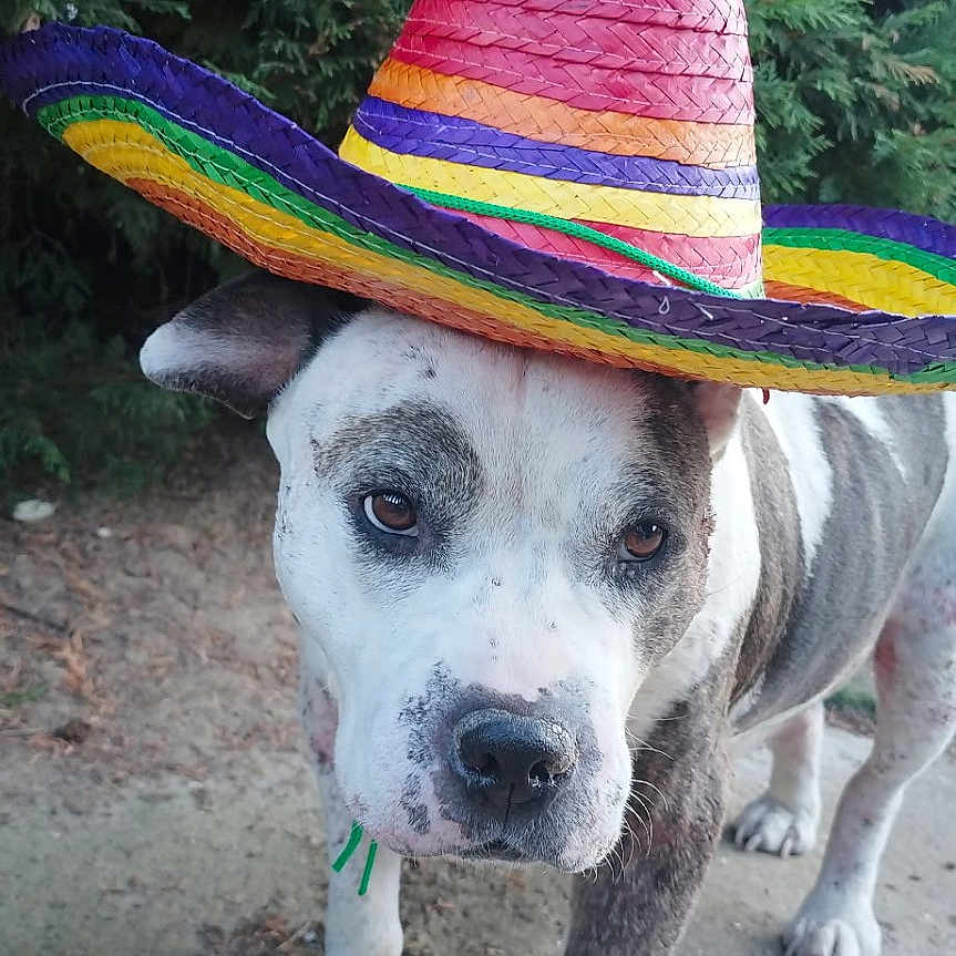 Marguerite participe au concours pour gagner de l'argent avec cette photo : animal, bushes, canine, closeup, colorful, costume, cute, dog, festive, funny, greenery, hat, nature, outdoor, pavement, pet, portrait, sombrero, standing, summer