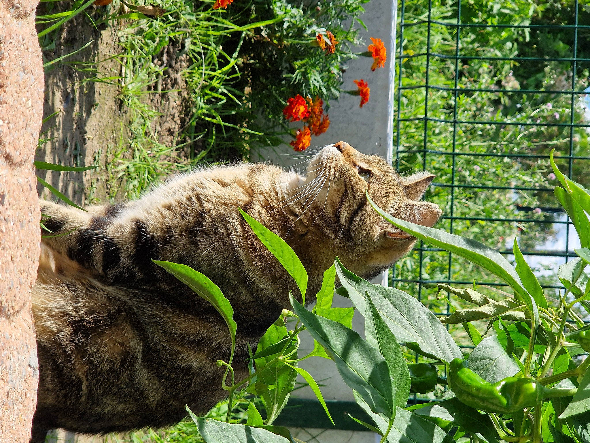 Baloune participe au concours pour gagner de l'argent avec cette photo : carnivore, cat, domestic_short_haired_cat, felidae, flower, fur, grass, groundcover, herb, mesh, plant, shrub, small_to_medium_sized_cats, snout, tail, terrestrial_animal, terrestrial_plant, tree, whiskers, wood