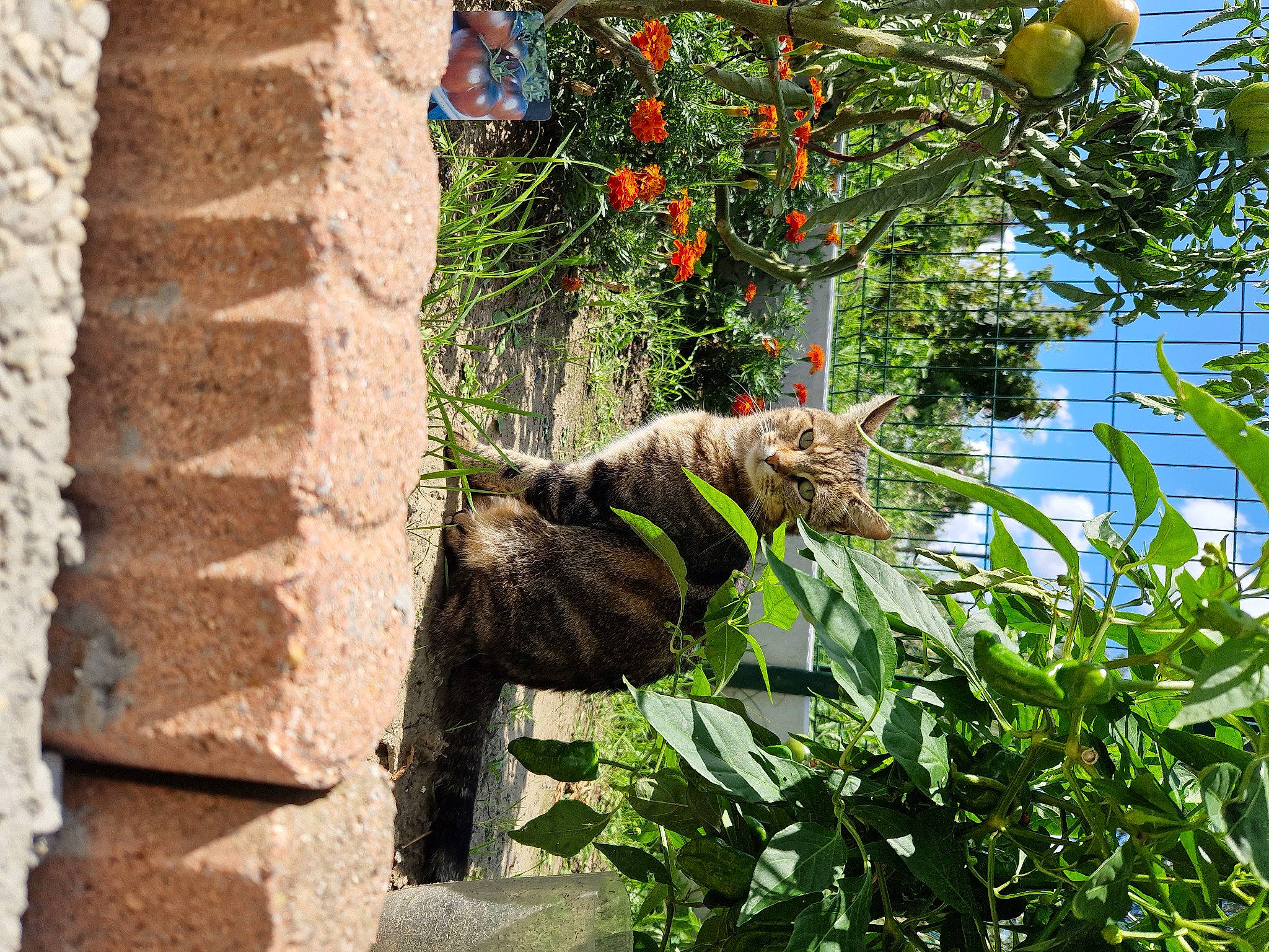 Baloune participe au concours pour gagner de l'argent avec cette photo : arecales, building, carnivore, dog, felidae, flower, flowering_plant, garden, grass, leaf, plant, rock, shadow, shrub, sporting_group, terrestrial_plant, tree, trunk, water, wood