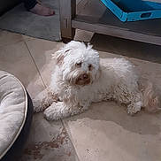Sophie is registered to the contest to win money with this photo: dog, white_dog, fluffy, curly_fur, pet, animal, lying_down, indoors, living_room, tile_floor, table, furniture, blue_tray, dog_bed, human_foot, home, relaxed, cute, portrait, photography