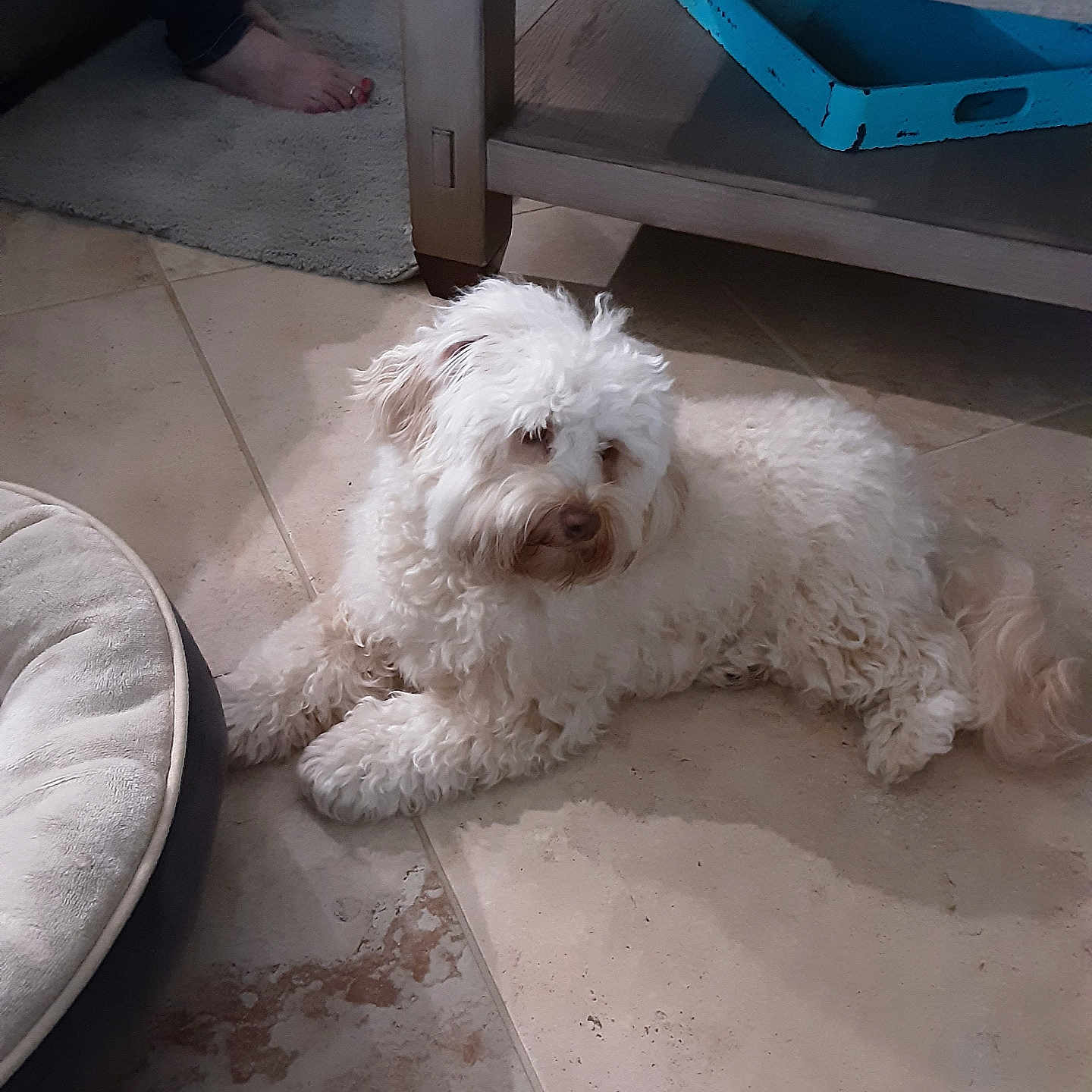 Sophie